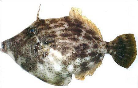 吃魚前曬照片 竟撿回了一條命