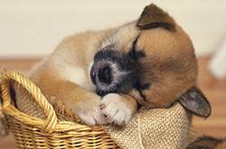 少女被狗咬傷 狗主人卻還要給狗驗傷