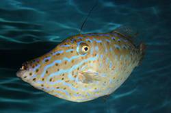 吃魚前曬照片 竟撿回了一條命