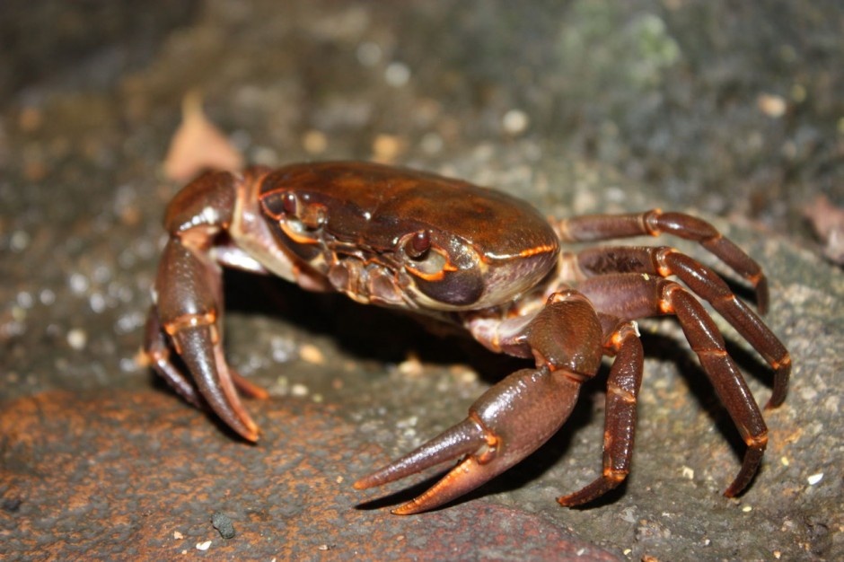 殺螃蟹時右手被蟹鉗傷 傷口不慎感染患上壞死性筋膜炎