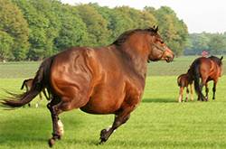 易胖體質(zhì)是一種怎樣的體驗(yàn) 血淚減肥史想想都心酸