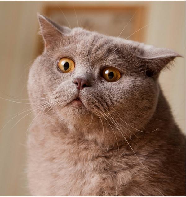 易胖體質(zhì)是一種怎樣的體驗(yàn) 血淚減肥史想想都心酸