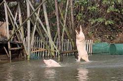 大叔每天逼豬自殺鍛煉 只為提高豬肉的品質和口感