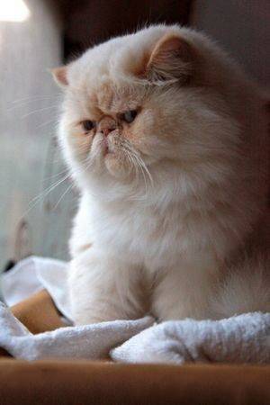 易胖體質(zhì)是一種怎樣的體驗(yàn) 血淚減肥史想想都心酸