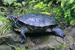 烏龜從30樓摔下 砸中一名老太太頭部