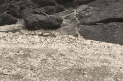 海灘群蛇追殺海蜥蜴 小蜥蜴還是成功脫身