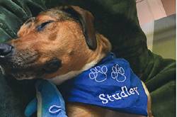 狗狗夢(mèng)境多數(shù)關(guān)于主人 養(yǎng)狗網(wǎng)友感動(dòng)的已哭瞎