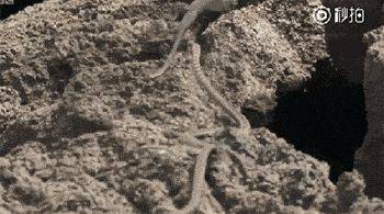 海灘群蛇追殺海蜥蜴 小蜥蜴還是成功脫身