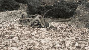 海灘群蛇追殺海蜥蜴 小蜥蜴還是成功脫身