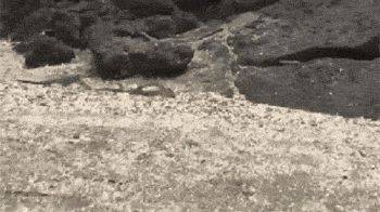 海灘群蛇追殺海蜥蜴 小蜥蜴還是成功脫身