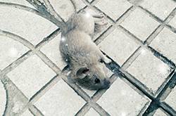 老鼠中毒后裝死咬傷大媽 成年老鼠智商相當于8歲兒童