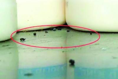 韓寒武漢餐廳被關(guān)停 餐桌上都能看到老鼠屎