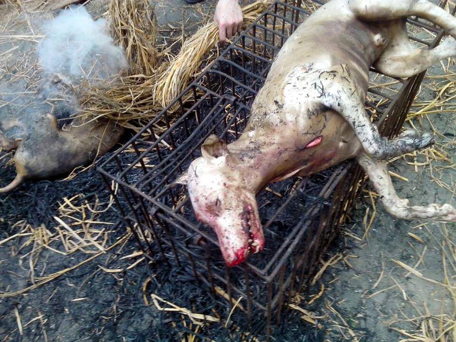 玉林狗肉節(jié)辯論會(huì) 玉林狗肉節(jié)殺狗圖片