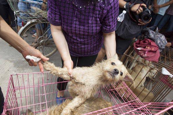 玉林狗肉節(jié)辯論會(huì) 玉林狗肉節(jié)殺狗圖片
