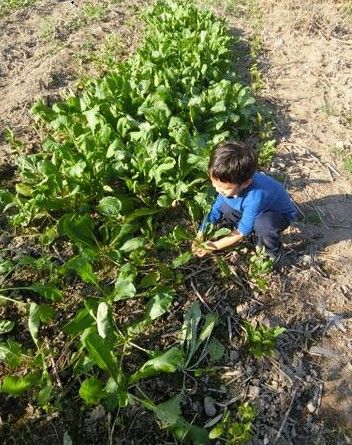 孫儷帶兒子等等干農(nóng)活 鄧等等大名叫什幺