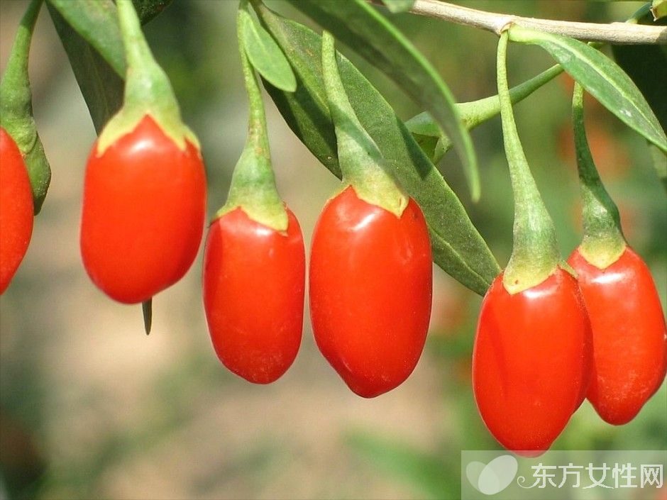 孕婦可以吃枸杞嗎 孕婦吃枸杞的注意事項(xiàng)