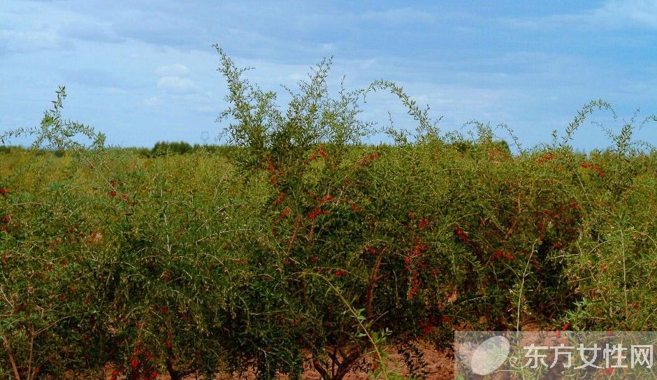 孕婦可以吃枸杞嗎 孕婦吃枸杞的注意事項(xiàng)