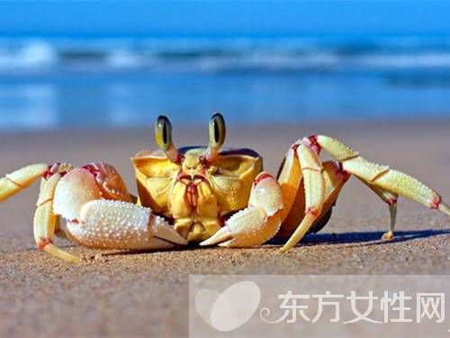 孕婦可以吃螃蟹嗎 孕婦懷孕時(shí)的飲食應(yīng)注意什么