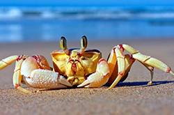 孕婦可以吃螃蟹嗎 孕婦懷孕時的飲食應注意什么