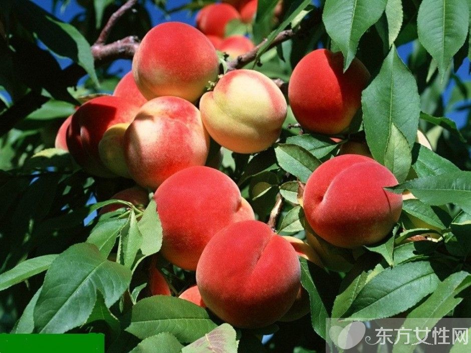 孕婦可以吃桃子嗎 哪些水果孕婦不能吃呢