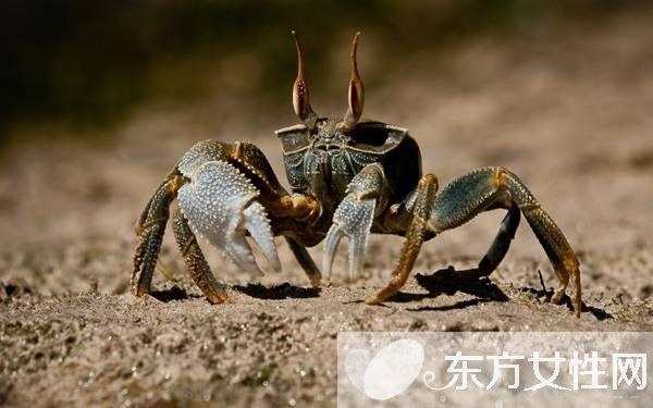 孕婦可以吃螃蟹嗎 孕婦懷孕時(shí)的飲食應(yīng)注意什么