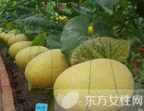 孕婦可以吃哈密瓜嗎 孕婦吃哈密瓜的注意事項(xiàng)