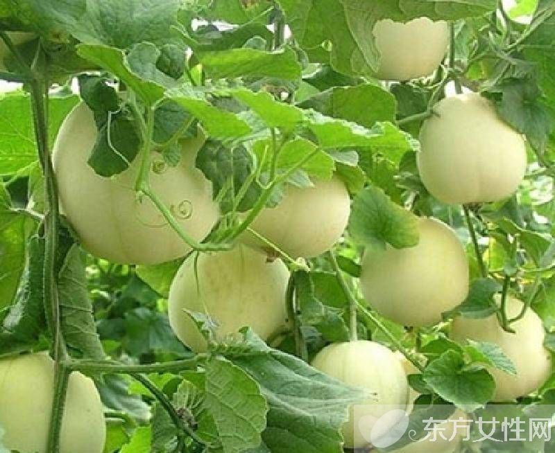 孕婦血糖高怎么辦 常吃這些食物會(huì)有驚喜哦