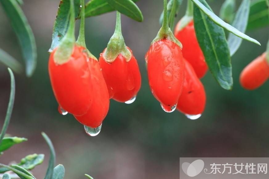 孕婦可以吃枸杞嗎 孕婦吃枸杞的注意事項(xiàng)