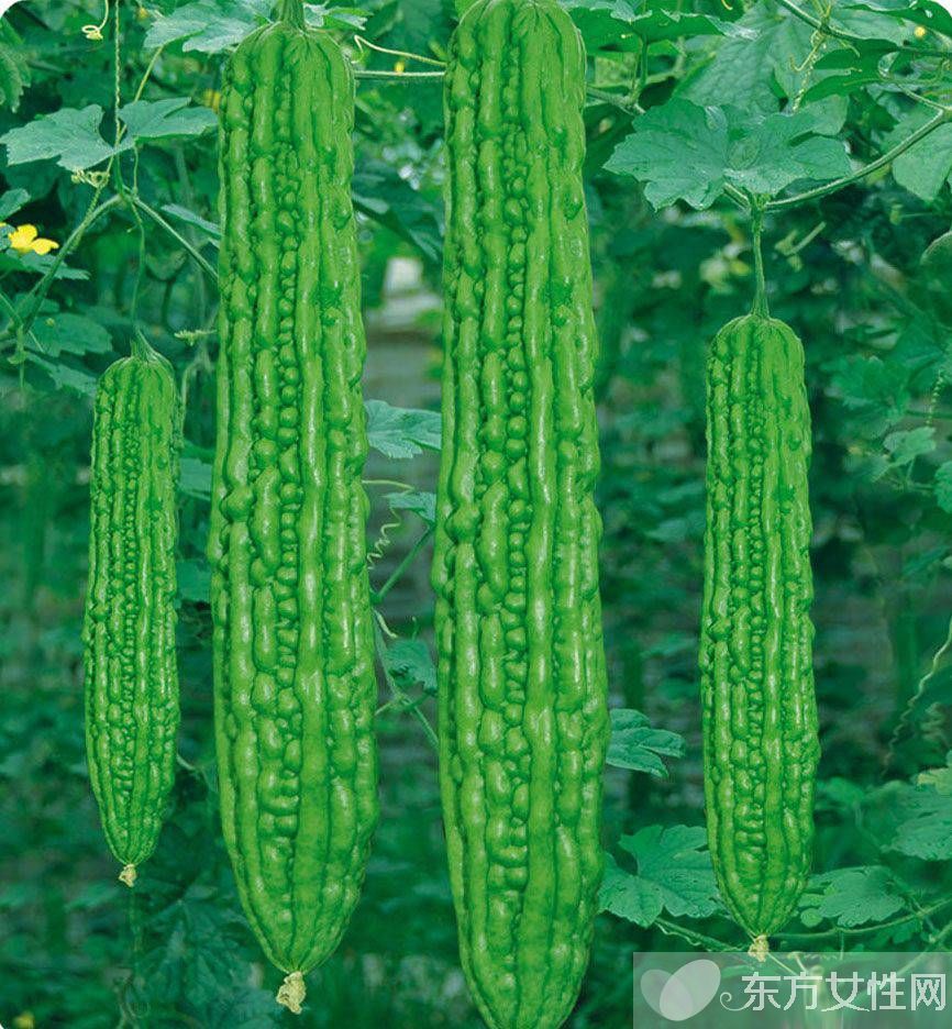 孕婦可以吃苦瓜嗎 孕婦吃苦瓜的壞處有哪些