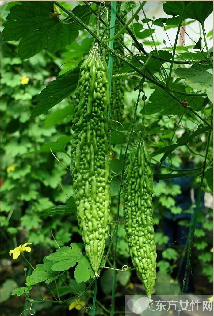 孕婦可以吃苦瓜嗎 孕婦吃苦瓜的壞處有哪些