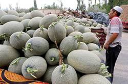 孕婦可以吃哈密瓜嗎 孕婦吃哈密瓜的注意事項