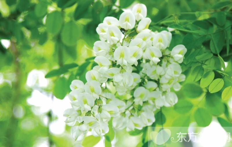 孕婦能吃槐花嗎 槐花的功效與作用及禁忌