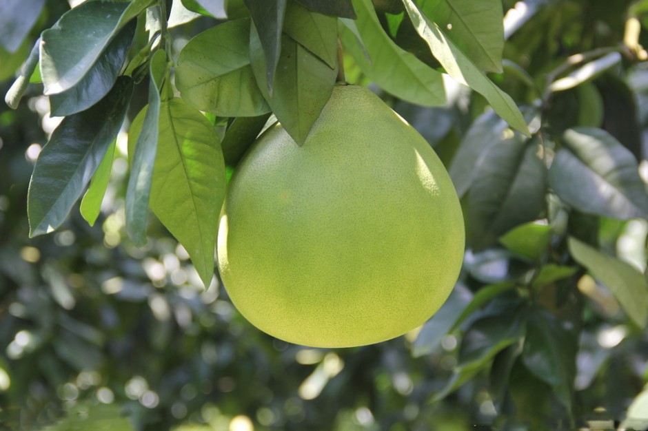 孕婦吃柚子好嗎 孕婦吃柚子有什么好處