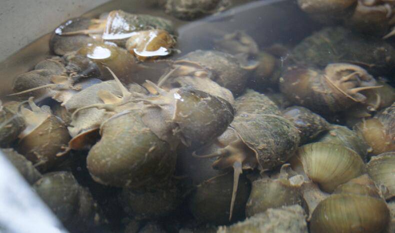 孕婦可以吃田螺嗎 田螺有哪些營養(yǎng)價值