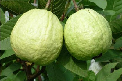 孕婦能吃番石榴嗎 番石榴對孕婦有什么好處