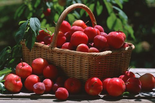 李子也具備養(yǎng)顏美容功效 孕婦可以吃李子嗎