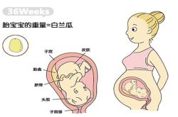 科普知識(shí)36周胎兒發(fā)育情況 胎兒發(fā)育標(biāo)準(zhǔn)指標(biāo)