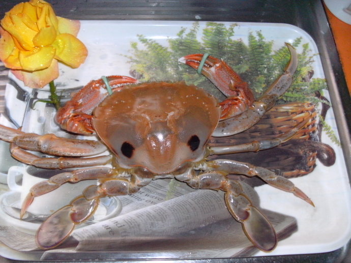 哺乳期媽媽能吃螃蟹嗎 吃螃蟹有哪些禁忌