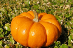 冬季快速減肥方法 5種食物要多吃