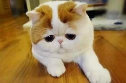 當(dāng)年的小蠻腰 如今卻在辦公室胖成了喵