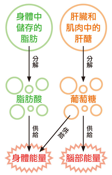 瘦不了怎么辦 現(xiàn)代輕斷食燃脂好方法