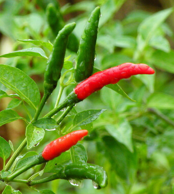 不吃飯能減肥嗎 不吃飯也瘦身的減肥小妙招