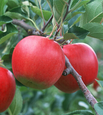 怎么減肥 節(jié)食減肥不得不注意的10件小事