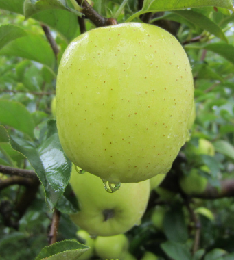 吃什么水果減肥 水果減肥餐讓女人享瘦每一天
