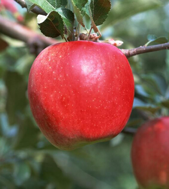 蘋果減肥法 吃蘋果減肥的原因和方法