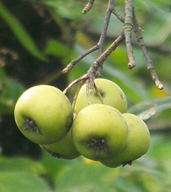 中醫(yī)減肥方法 六種方法瘦身不反彈