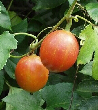 中醫(yī)減肥方法 中醫(yī)偏方幫助你有效減肥