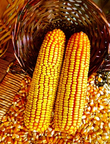 減肥食譜 香甜玉米——瘦身美食