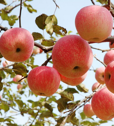 腹部減肥方法 瘦腰收腹的美味水果