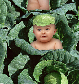 飲食減肥法 低卡路里卷心菜瘦身法